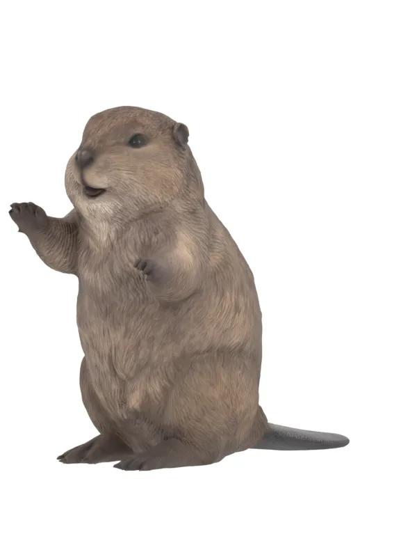Beaver reconstruction at 45 degrees