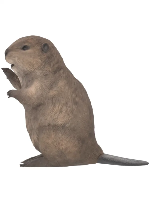 Beaver reconstruction at 90 degrees