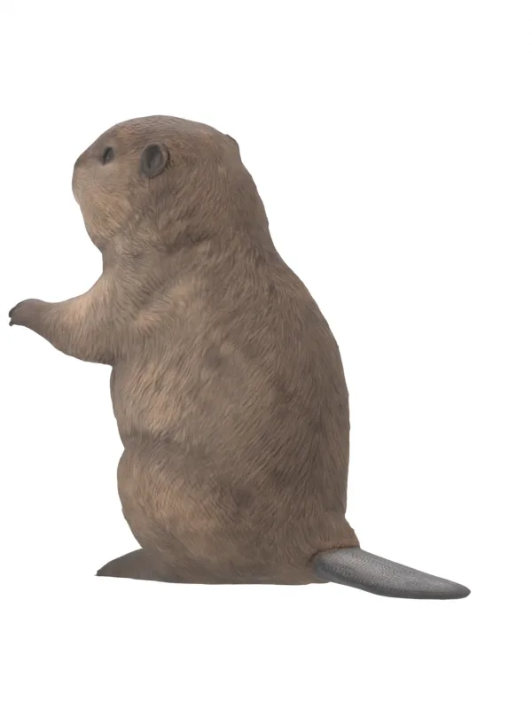 Beaver reconstruction at 135 degrees