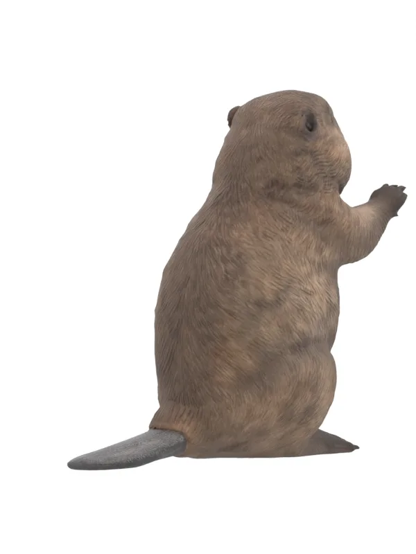 Beaver reconstruction at 225 degrees