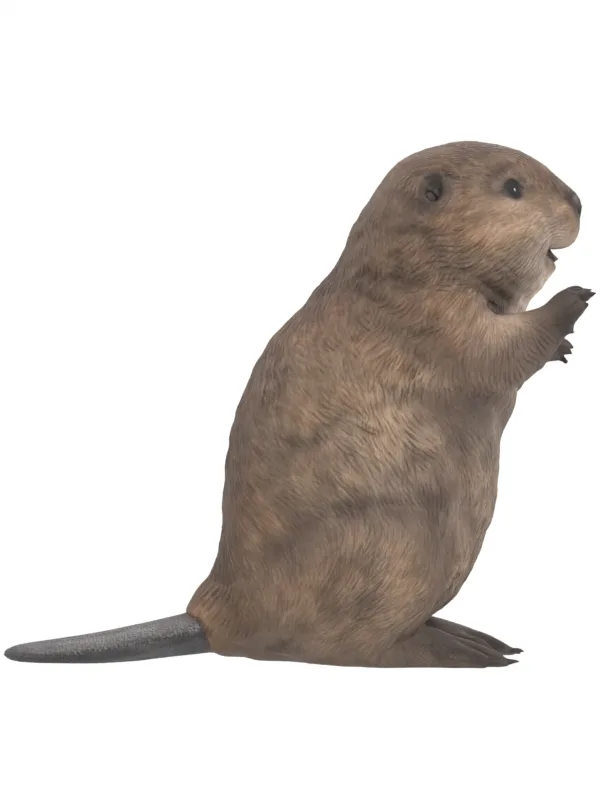 Beaver reconstruction at 270 degrees