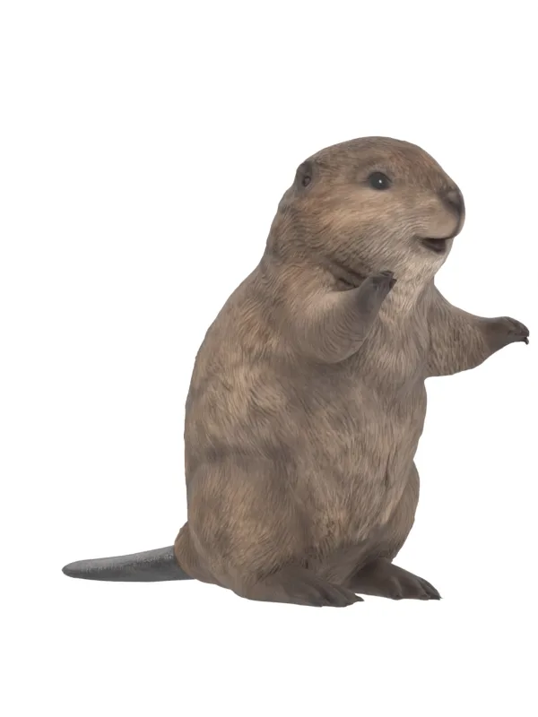 Beaver reconstruction at 315 degrees